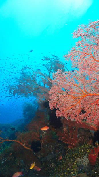 istock Beautiful colourful corals and gorgonians at a reef 2161849961