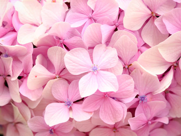 Pink hortensia flowers in the garden
