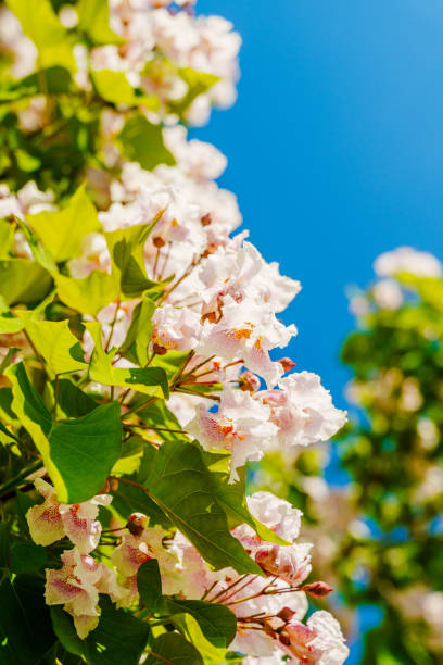 istock A tree full of flowers and blue sky 2161852741