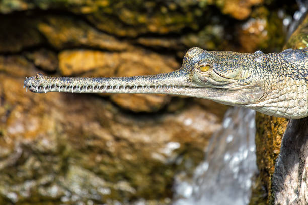 Gharial (Gavialis gangeticus) - Commonly Found in Northern India and Nepal