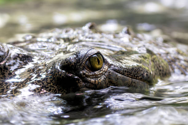 istock Gharial (Gavialis gangeticus) - Commonly Found in Northern India and Nepal 2161854393