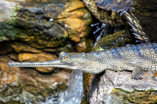 istock Gharial (Gavialis gangeticus) - Commonly Found in Northern India and Nepal 2161854397
