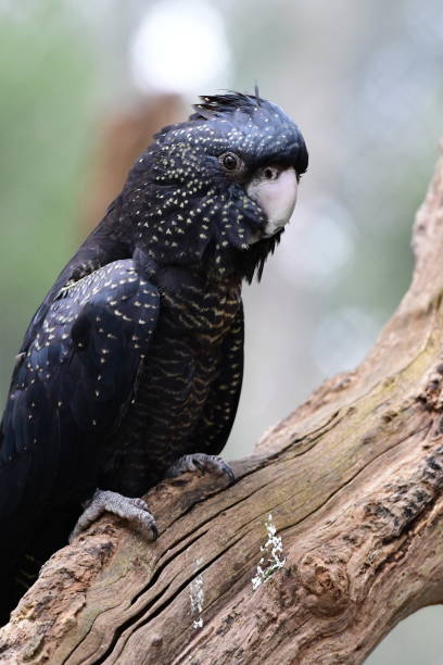 istock Red-tailed black cockatoo 2161854547
