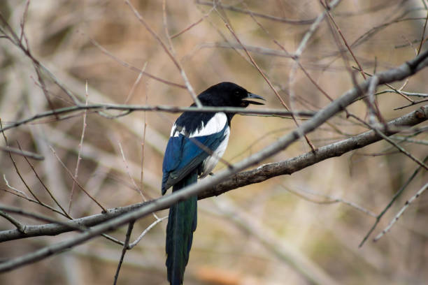 magpie sitting on branch in forest area