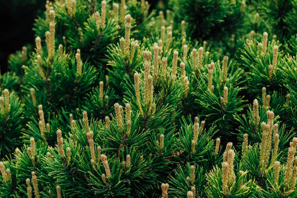 istock Pinus densata close-up in landscape garden 2161855073