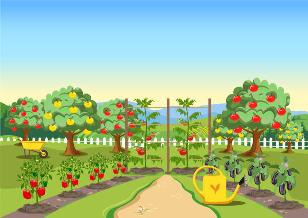 garten mit weißem zaun 3 - gemüsegarten stock-grafiken, -clipart, -cartoons und -symbole