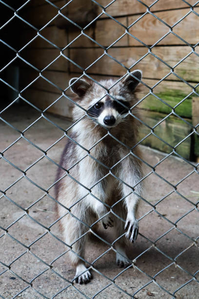 A curious raccoon leans close to the cage, reaching out to engage with people nearby, enjoying the afternoon activity
