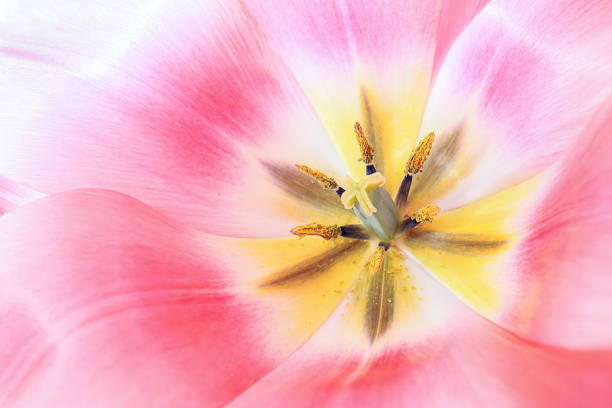 Pink tulip detail. The pink wet tulip detail
