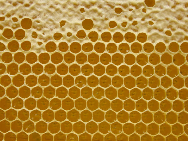 istock Honeycombs with honey. Natural background. Nectar Apiculture 2161860406