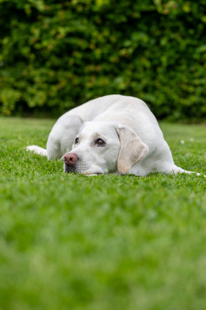 istock A white Labrador lies in the grass 2161860428