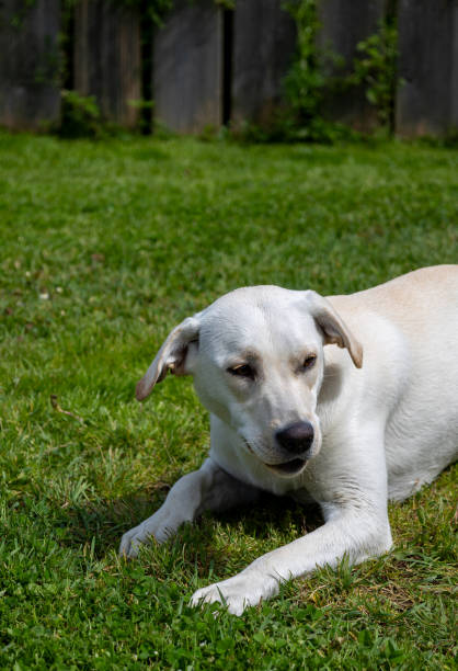 istock A white Labrador lies in the grass 2161860449