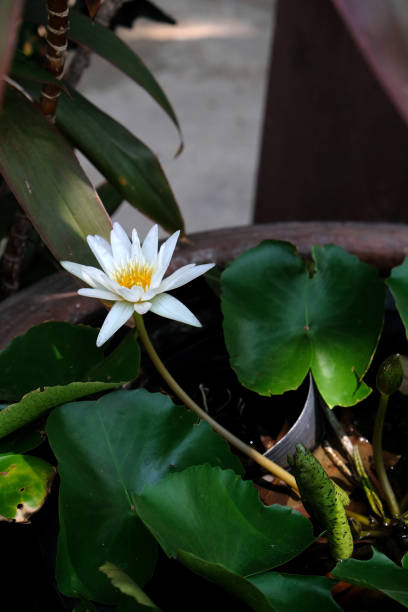 water lily flower in water