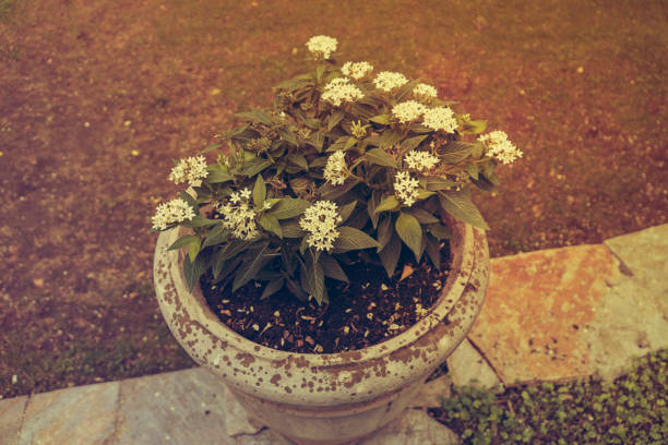 flowers growing in concrete pots