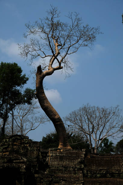 Gnarled tree roots growing around an ancient stone wall, Preah Khan, near Angkor Wat, Cambodia