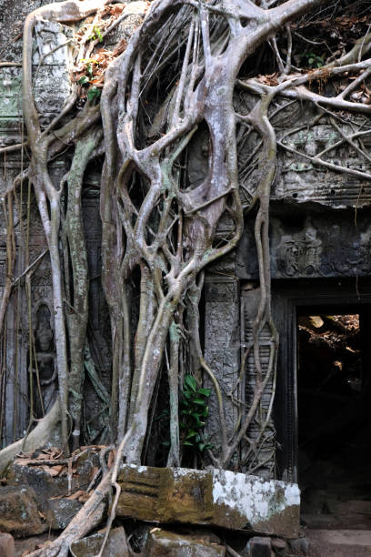 istock tree on the territory of the Angkor Wat complex 2161860922