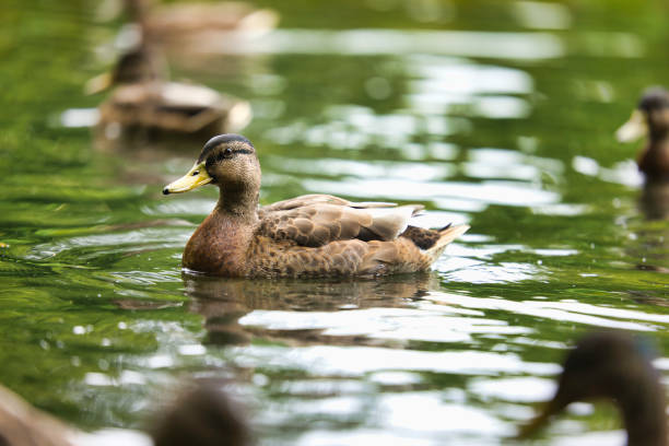 Focus on a female Mallard amongst a group swimming.