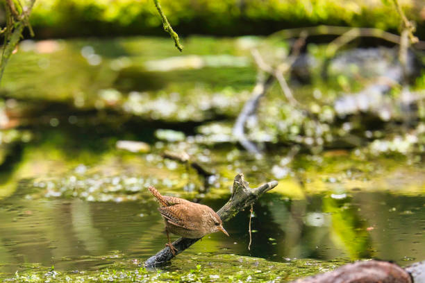 Eurasian wren (Troglodytes troglodytes) singing on dry grass.