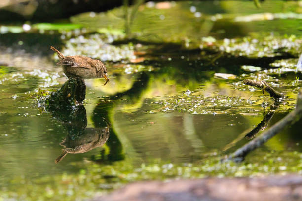 Wren looking for food in a scum-covered, overgrown pond.
