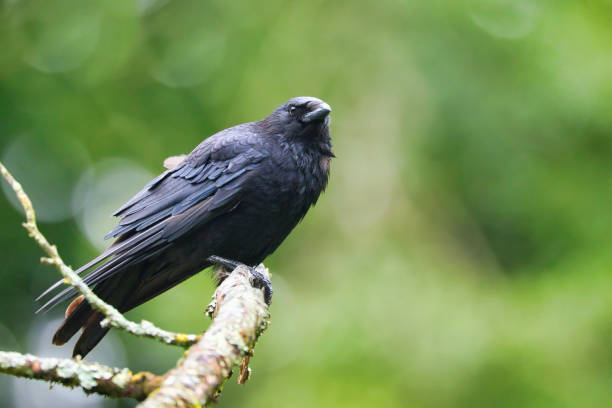 istock Carrion Crow perching on a high branch 2161864042
