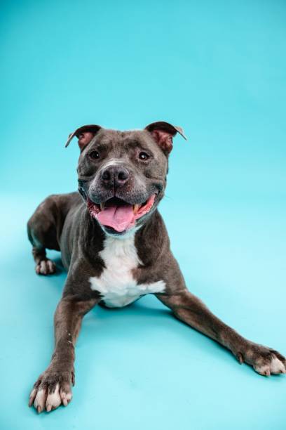 istock Adorable American Pitbull dog in blue studio 2161864212