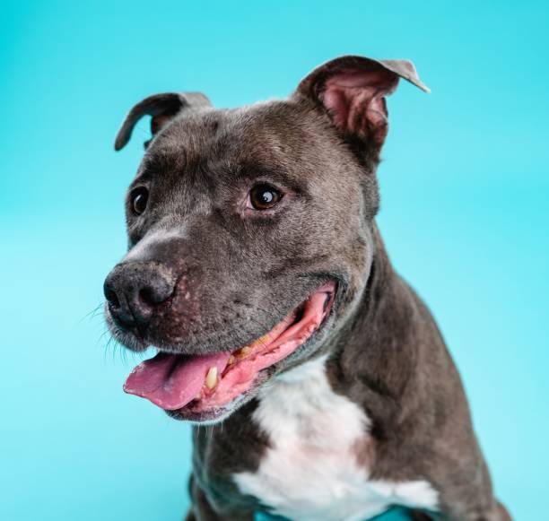 istock Adorable American Pitbull dog looking away 2161864213