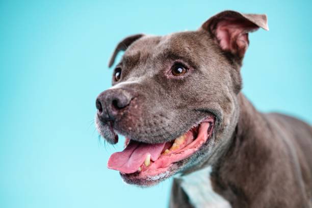 istock Adorable American Pitbull dog looking away 2161864219