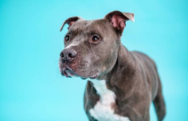 istock Cute American Pitbull dog on blue background 2161864220