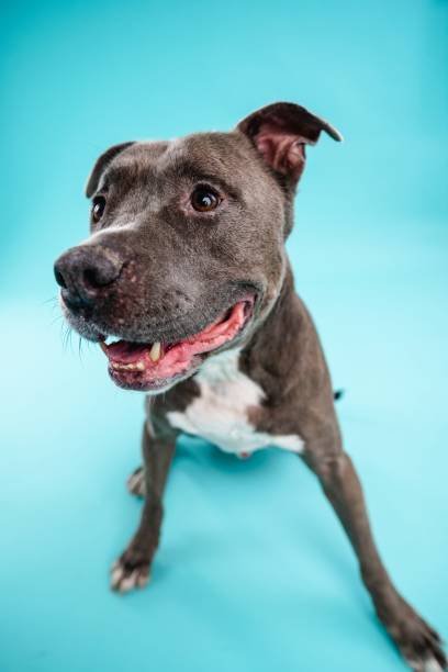 istock Adorable American Pitbull dog looking away 2161864221