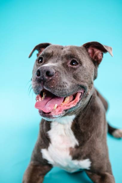 istock Adorable American Pitbull dog looking away 2161864234