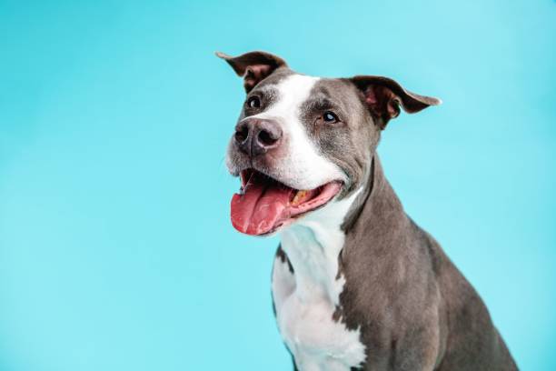 istock Pitbull Blue smiling with its tongue out against a solid blue background with copy space 2161864258