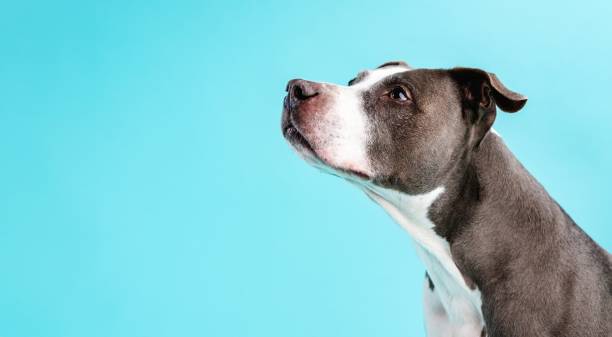istock Attentive Pitbull Blue dog looking away in blue studio 2161864259