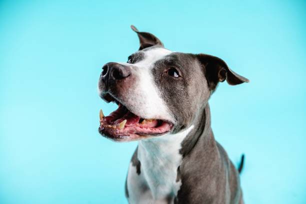 istock Pitbull Blue smiling with its tongue out against a solid blue background with copy space 2161864260
