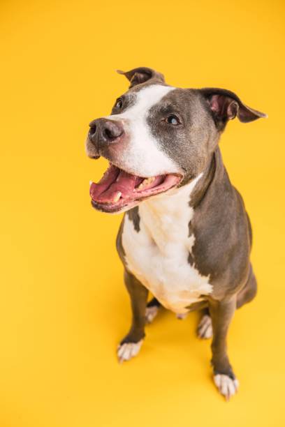 istock Adorable Pitbull Blue dog with open mouth in yellow studio 2161864282