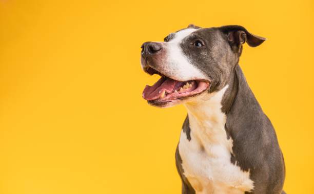 istock Pitbull Blue smiling with its tongue out against a solid yellow background with copy space 2161864283