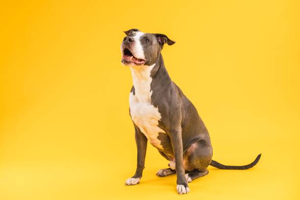 Cute Pitbull Blue dog sitting in yellow studio