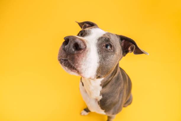 istock Adorable Pitbull Blue dog sitting on yellow background 2161864287