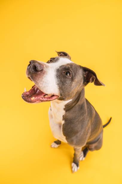 istock Adorable Pitbull Blue dog with open mouth in yellow studio 2161864288