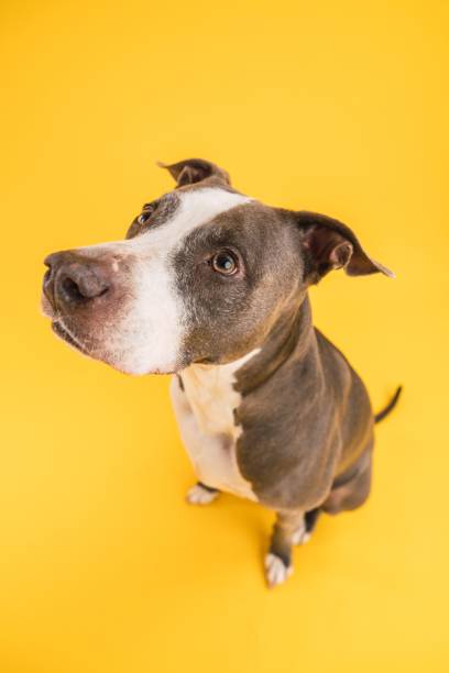 istock Adorable Pitbull Blue dog sitting on yellow background 2161864289