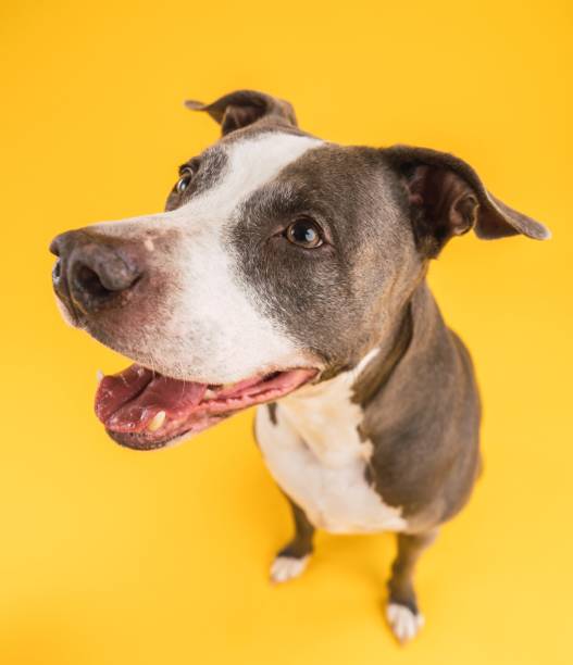 istock Pitbull Blue smiling with its tongue out against a solid yellow background with copy space 2161864294