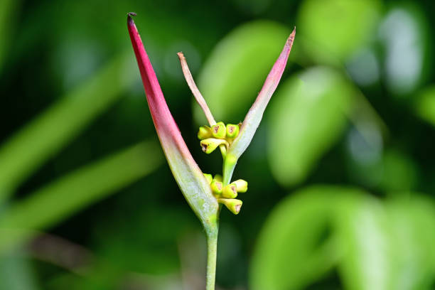 istock Close up of a flower 2161864563