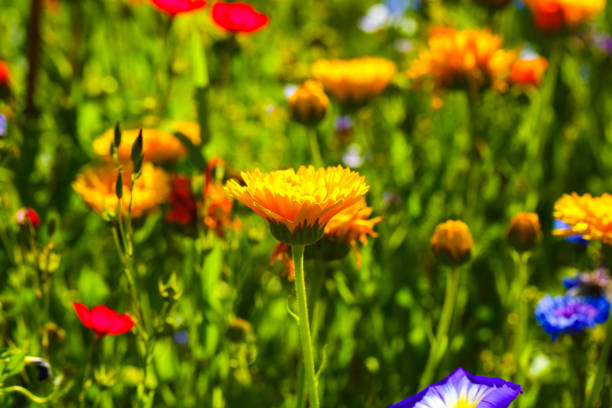 Marigold (Calendula officinalis) alone in the garden