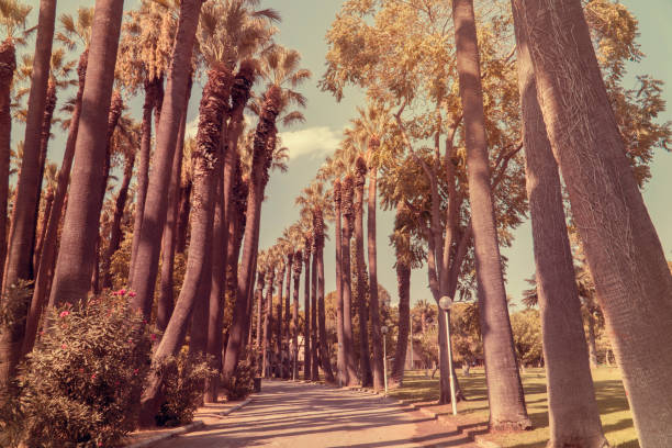 sunny weather and giant palm trees