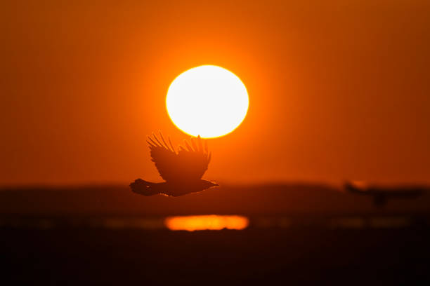 Carrion Crow and Sunrise