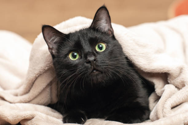 istock Portrait of a black cat peeking out from under a blanket during a cold snap 2161870284