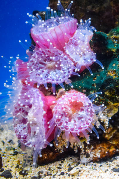 Sea Anemones (Actiniaria) in a reef in the Pacific Ocean, Hawaii, USA.