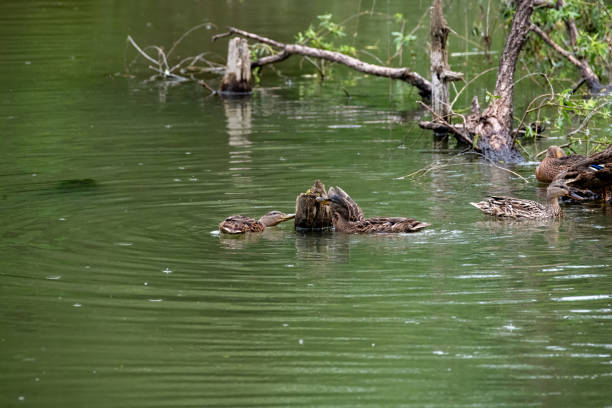 istock The ducks feed on the water. 2161871491