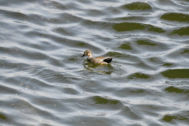 istock The duck is on the water. 2161871537