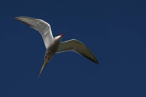 istock Closeup of a Common Tern in flight against a clear blue sky 2161871908