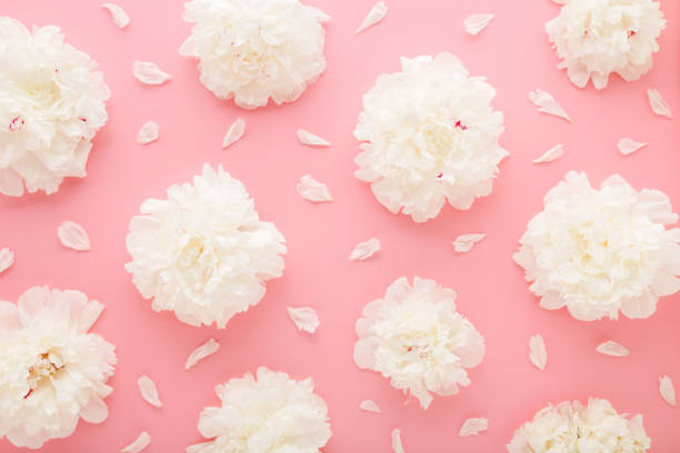 istock Fresh beautiful soft white peonies with petals on light pink table background. Pastel color. Closeup. Flower pattern. Top down view. 2161872811
