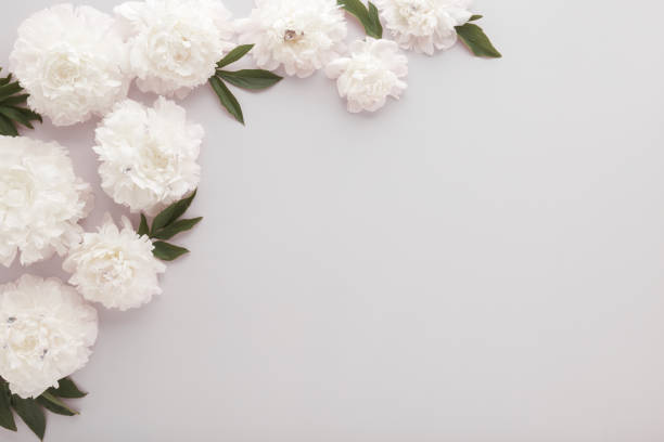 istock Fresh soft white peony flowers with leaves on light gray table background. Empty place for emotional, sentimental text, quote or sayings. Closeup. Top down view. 2161872821